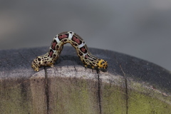 Achrosis incitata