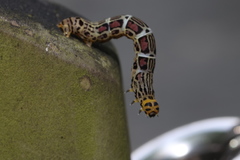 Achrosis incitata