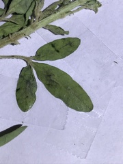 Crotalaria goreensis
