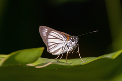 Paracarystus hypargyra