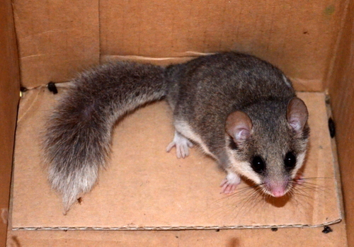 Woodland Dormouse