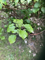 Hydrangea petiolaris