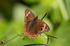 Junonia litoralis
