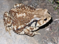 Asiatic Toad photo 2