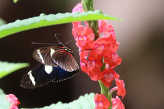 Heliconius wallacei