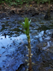 Lysimachia thyrsiflora