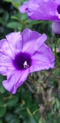 Ipomoea cairica