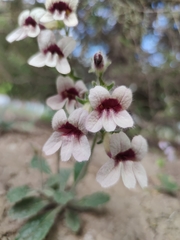 Rehmannia glutinosa