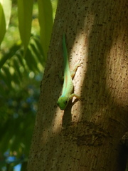 Phelsuma robertmertensi