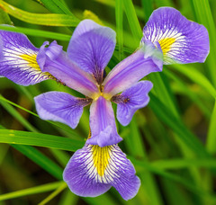 Iris versicolor