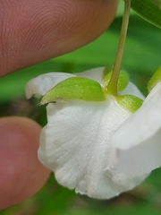 Tradescantia ozarkana