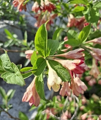Weigela subsessilis