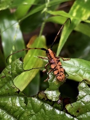 Cremnosterna carissima