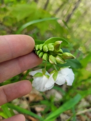 Tradescantia ozarkana