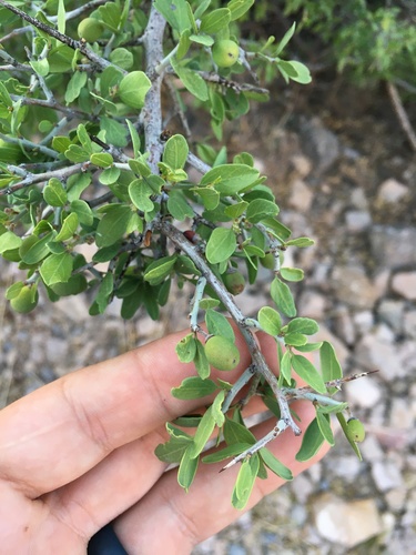 lotebush