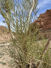 Haloxylon ammodendron