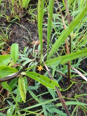 Curculigo orchioides