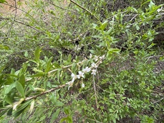 Prunus prostrata concolor