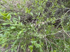 Prunus prostrata concolor