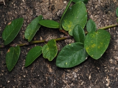 Psychotria serpens