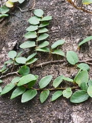 Psychotria serpens