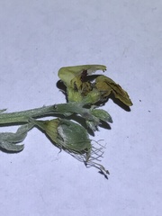 Crotalaria goreensis