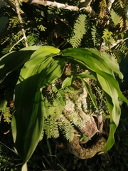 Catasetum integerrimum