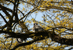Columba palumbus