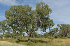 Corymbia erythrophloia