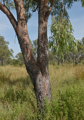 Corymbia erythrophloia