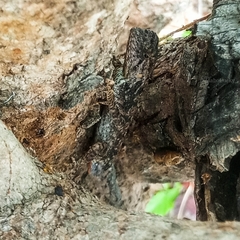 Agama sankaranica