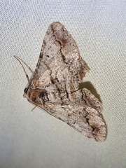 Gastrinodes bitaeniaria