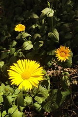 Doronicum pardalianches