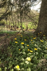 Doronicum pardalianches