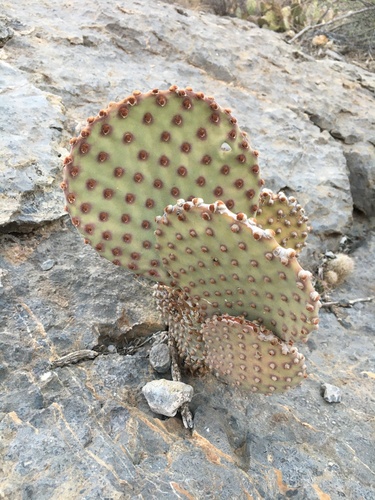 Blind Pricklypear
