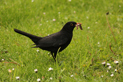 Turdus merula
