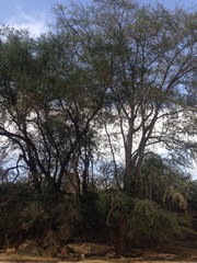 Vachellia elatior