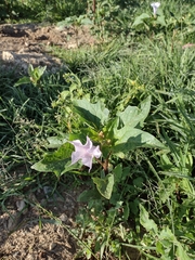 Datura stramonium