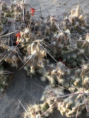 Grusonia grahamii