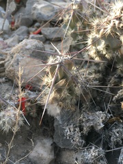 Grusonia grahamii