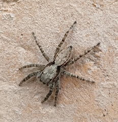 Menemerus taeniatus