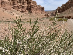 Haloxylon ammodendron
