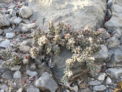 Grusonia grahamii