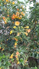 Streptosolen