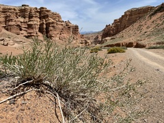 Haloxylon ammodendron