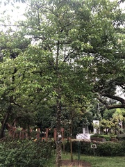 Senna surattensis