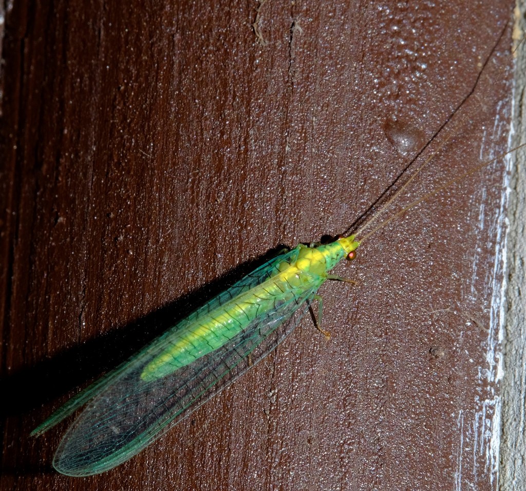 Apertochrysa edwardsi