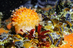 Alcyonium variabile