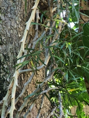 Asparagus falcatus