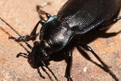Carabus scheidleri